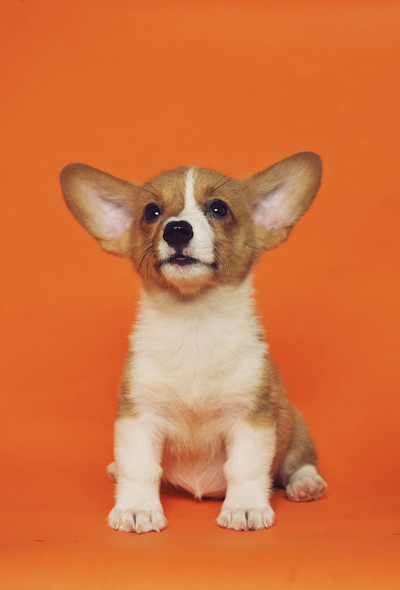 short-coated brown and white puppy